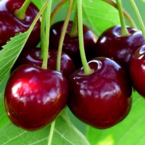 Germersdorfi óriás